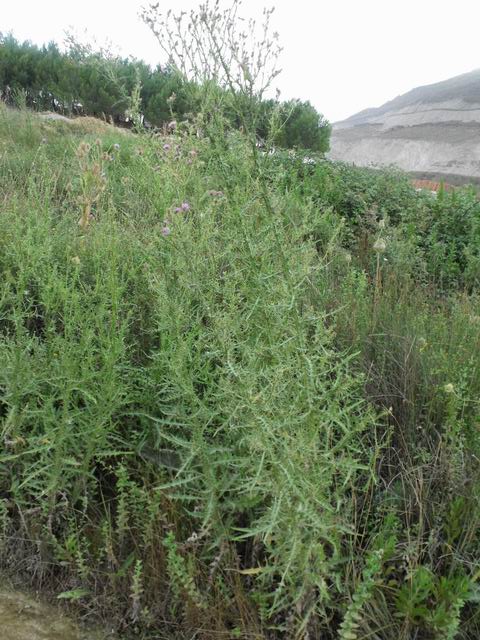 Cirsium creticum subsp. triumfetti / Cardo cretese